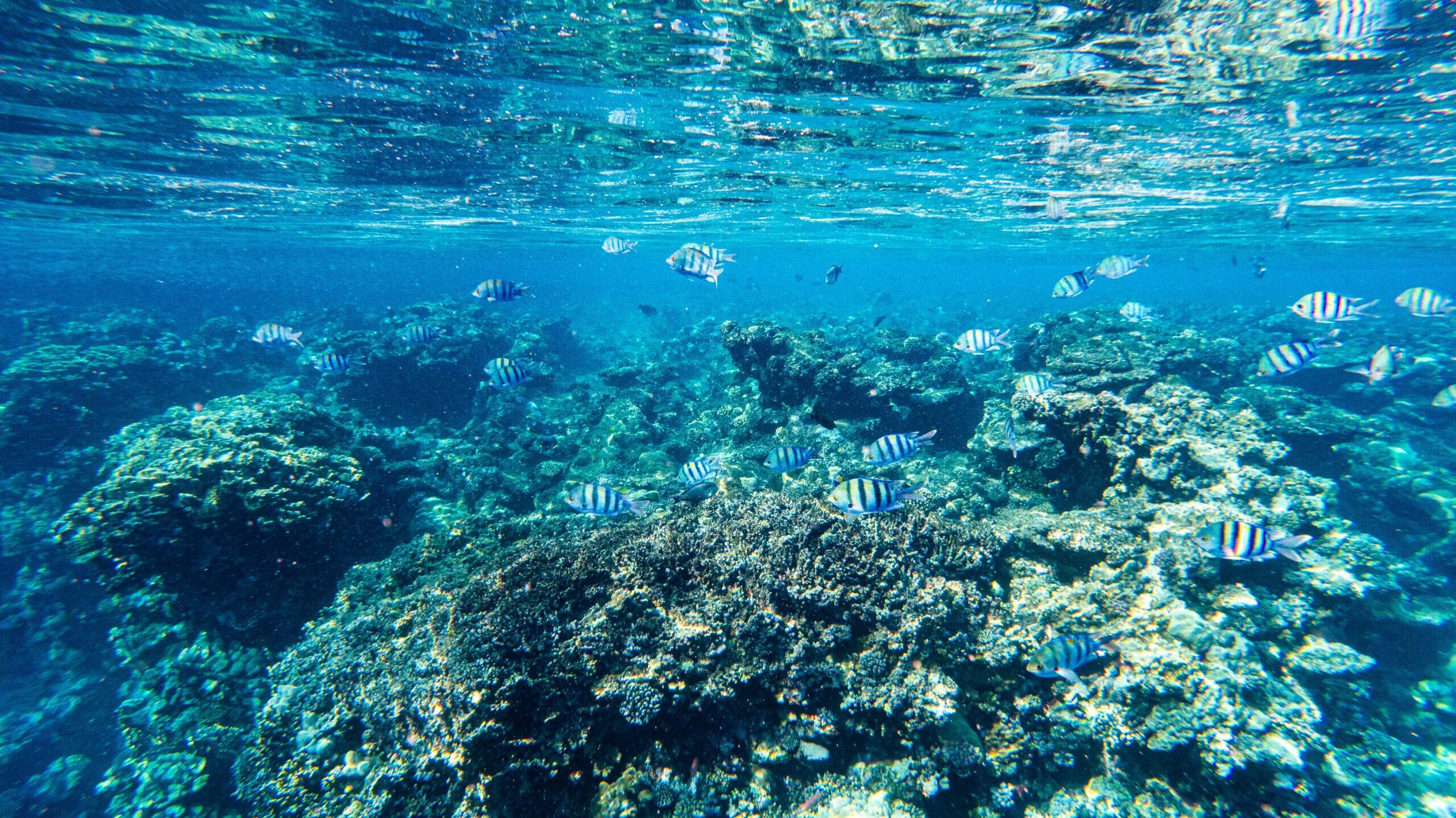 Biodiversity ocean