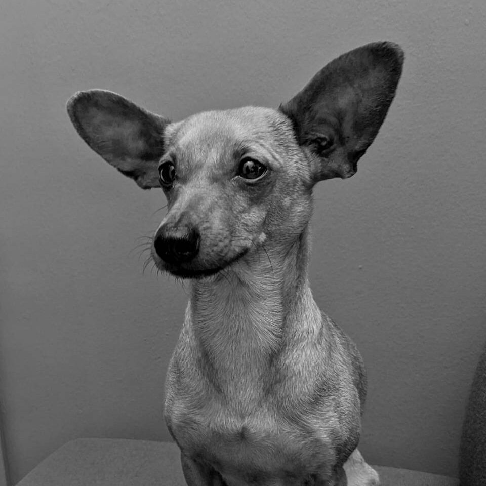 Aoife O'Leary's dog Roo
