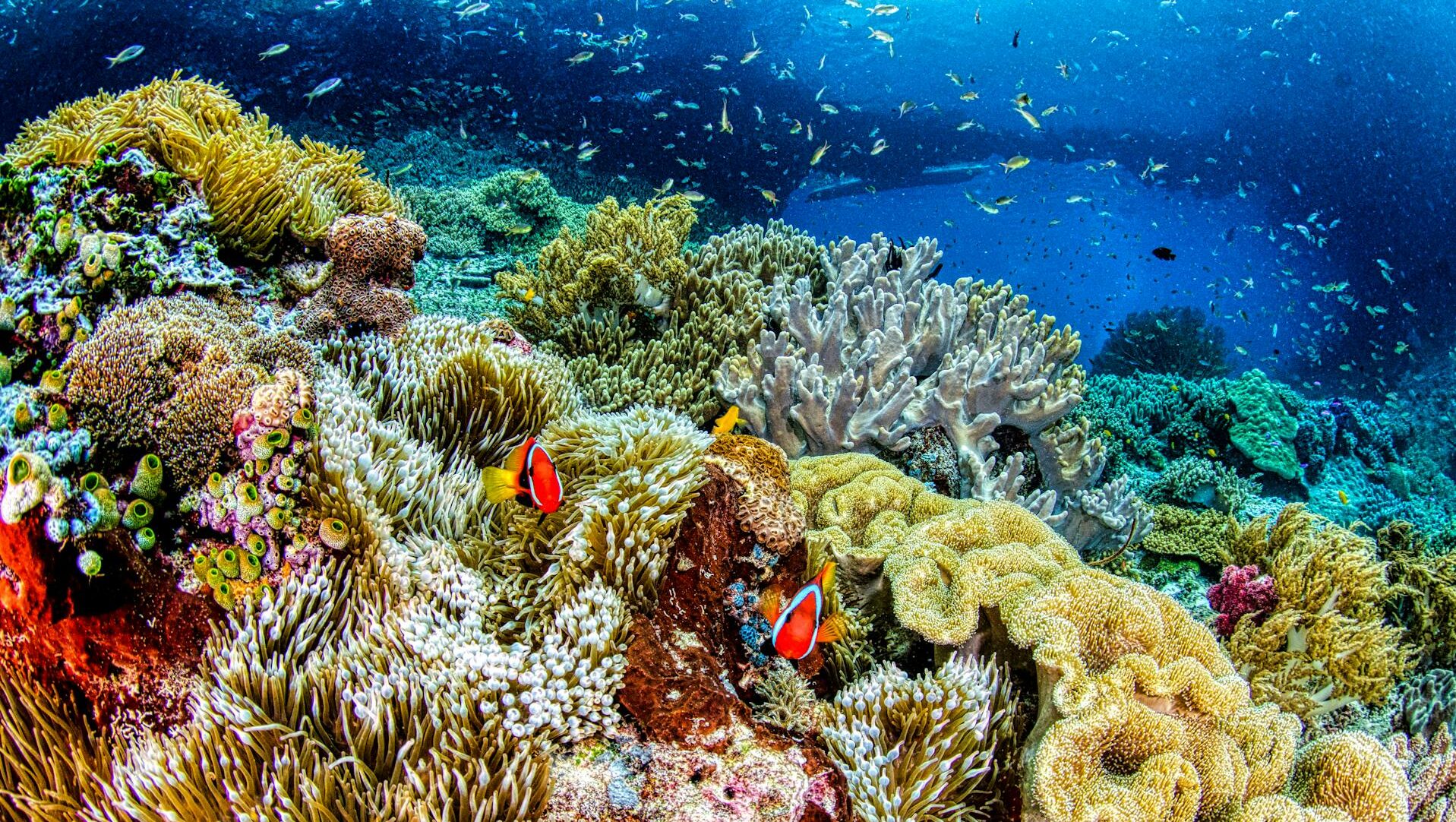 Underwater shot of coral reef and tropical fish Underwater shot of coral reef and tropical fish