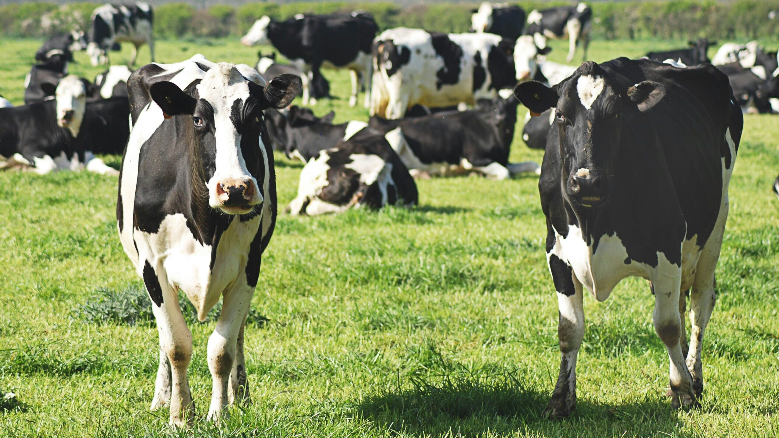 A herd of black and white dairy cows standing and lying down in a grassy field