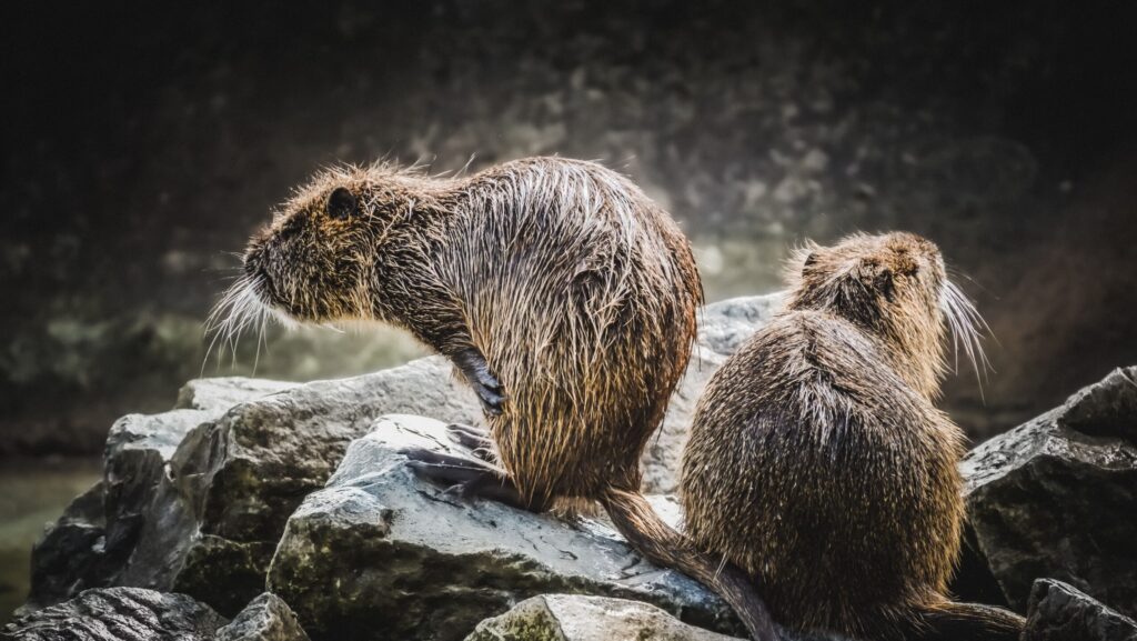Photo of two beavers on a rock