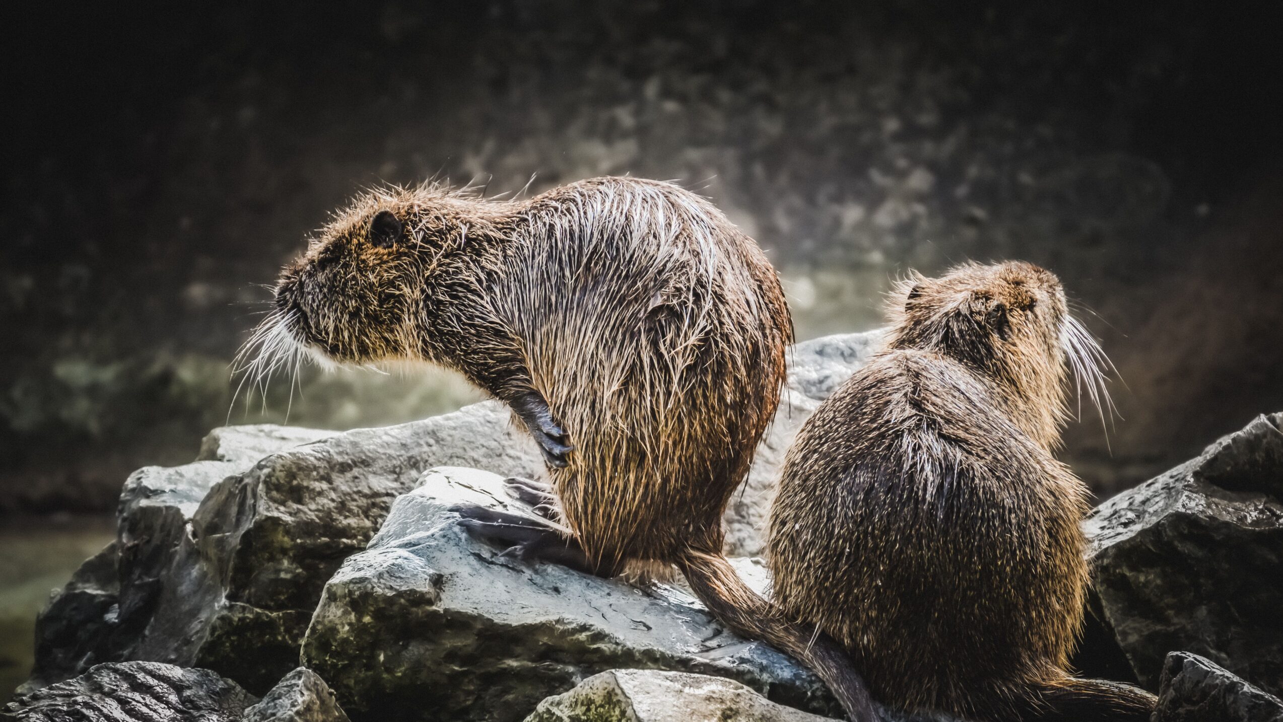 Photo of two beavers on a rock