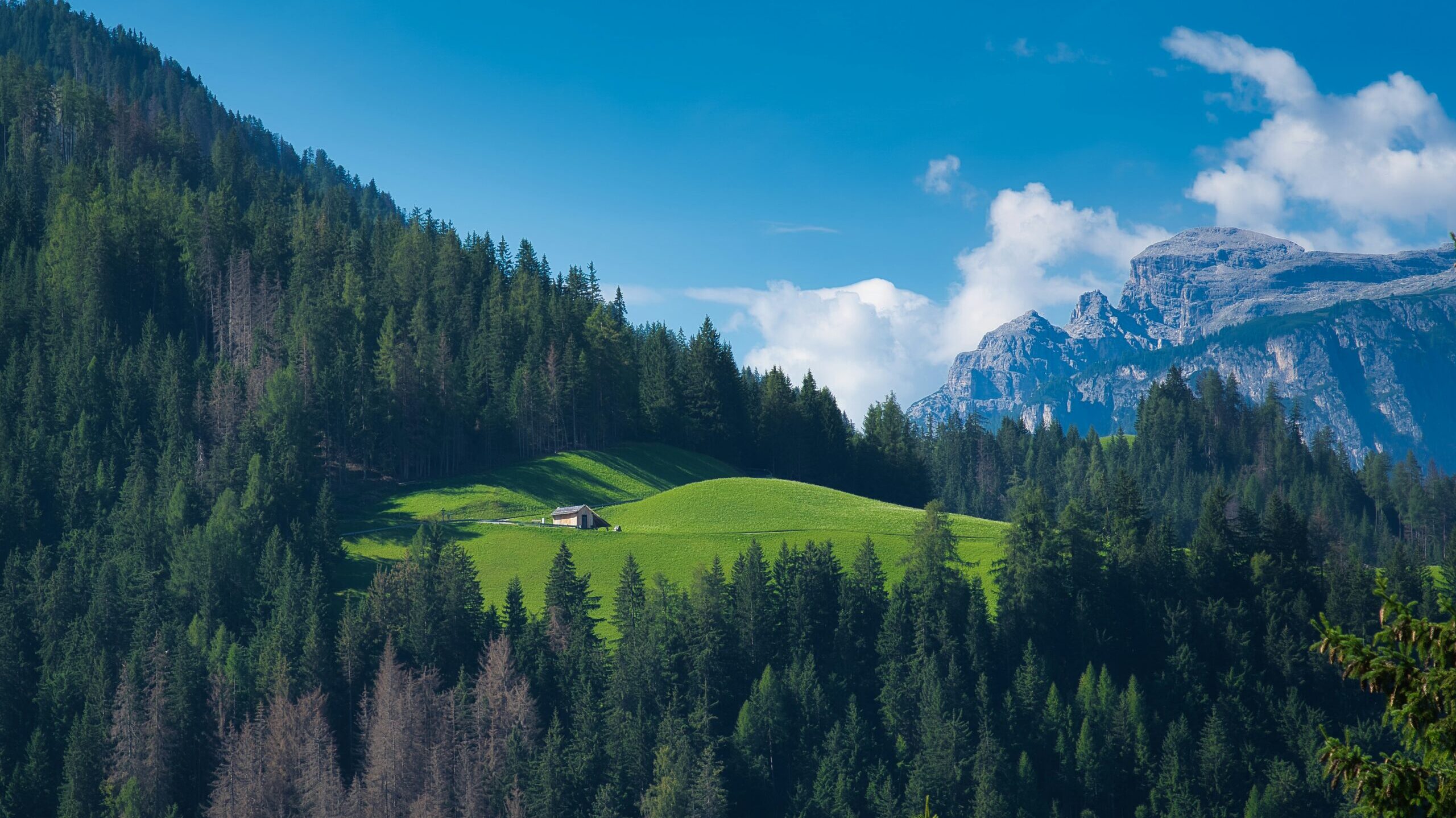 Woodland in italy