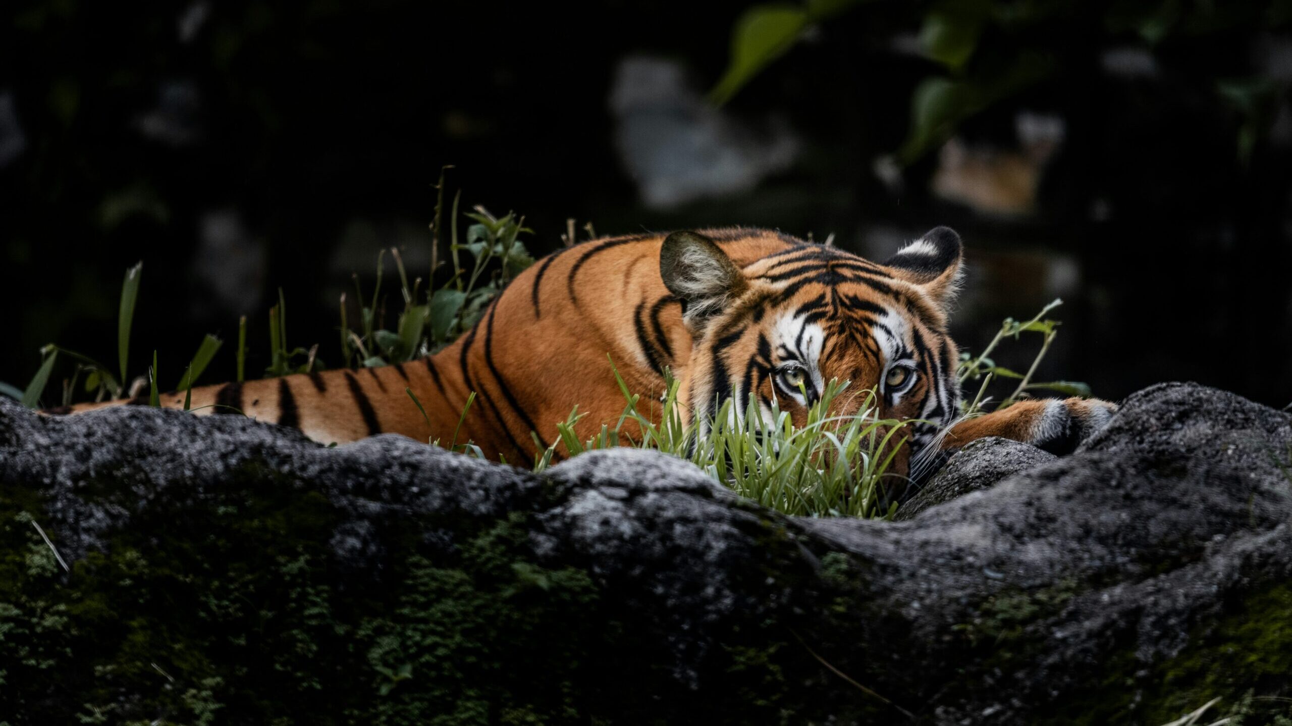 Tiger resting on lush green foliage and rocks